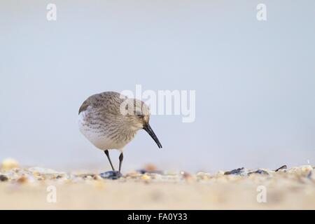 Dunlin - Calidris alpina - juvenile, first winter plumage feeding along the tide line. Lade beach, Dungeness, Kent UK Stock Photo