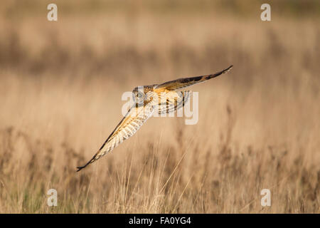 Short-eared Owl, Asio flammeus, Stock Photo