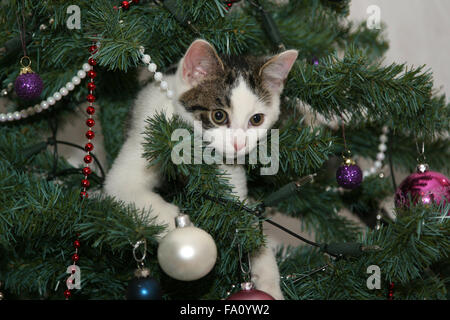 Young kitten playing in a Christmas tree on it's first Christmas. Stock Photo