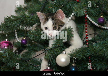 Young kitten playing in a Christmas tree on it's first Christmas. Stock Photo