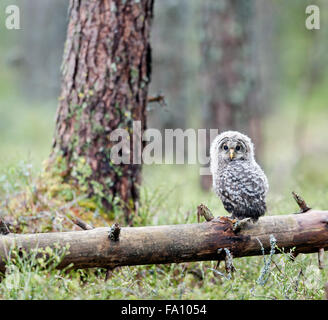 Ural owl Stock Photo