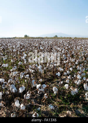 A field of cotton plants (Gossypium) ready for harvesting near Pammukale, Agean region, Turkey. Stock Photo