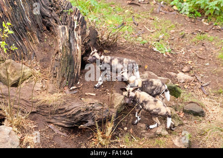 ZSL London Zoo, London, 19th December 2015. A litter of 11 hunting dog (lycaon pictus)  puppies, a species classed as endangered in the wild, and the first litter to be born at ZSL in nearly 80 years, makes one its first outings into the enclosure with mum Branca and dad Kruger. The litter was hidden away in the hunting dog dens by the mother for around 10 weeks since their birth in October. Credit:  Imageplotter/Alamy Live News Stock Photo