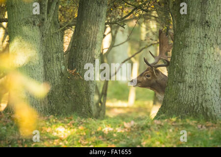 Fallow deer (Dama Dama) male during rutting season hiding in a dense and dark forest. The Autumn sunlight and nature colors are Stock Photo