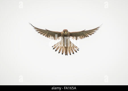 Common kestrel, Falco tinnunculus, hovering in the sky while hunting for a prey. The background is white. Stock Photo