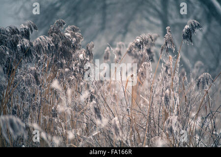 Snow and winter. Belarus village, countryside in winter Stock Photo