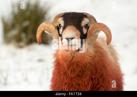 Swaledale ram covered in red raddle, used to mark a sheep to show which ...