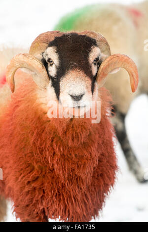 Swaledale ram covered in red raddle, used to mark a sheep to show Stock ...
