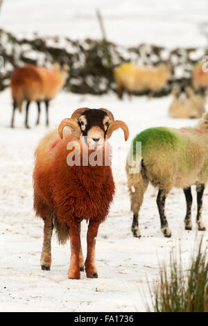 Swaledale ram covered in red raddle, used to mark a sheep to show which ...