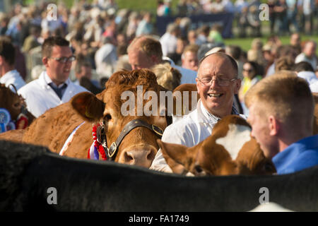 Showing beef cattle at the Westmorland County show near Kendale, Cumbria, UK Stock Photo