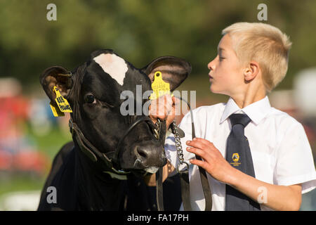 Young boy showing Holstein dairy cow at Westmorland County Show, Cumbria, UK. Stock Photo