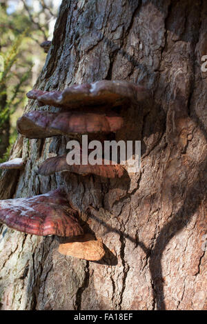 Shelf fungi in rural woods in late fall season. Stock Photo