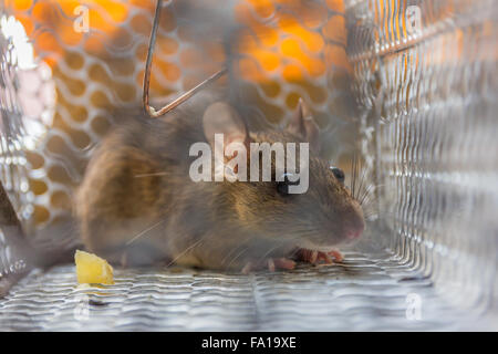 Close up of anxious rat trapped and caught in metal cage Stock Photo