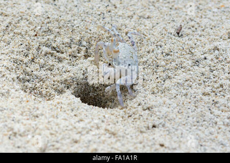 A ghost crab digging its burrow on a beach on Île aux Cerfs in Mauritius. Ghost crabs are semi-terrestrial crabs of the subfamily Ocypodinae Stock Photo