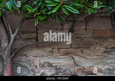 Limestone medieval wall of stone blocks texture background surface tree branch with green leaves Stock Photo