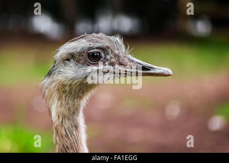 Ostrich bird head up close profile side view Stock Photo