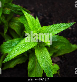 Horse mint mentha longifolia plant closeup square springtime Stock Photo