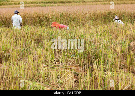 in the middel of the day an working man work on the rice field Stock Photo