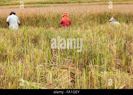 in the middel of the day an working man work on the rice field Stock Photo