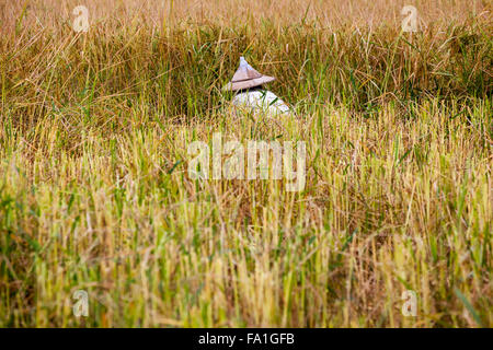 in the middel of the day an working man work on the rice field Stock Photo