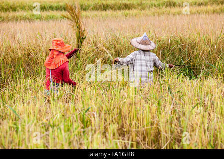 in the middel of the day an working man work on the rice field Stock Photo