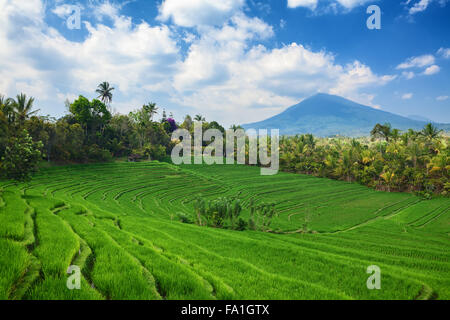 Beautiful sight of Balinese bright green rice growing on tropical field terraces under clouds in blue sky. Stock Photo