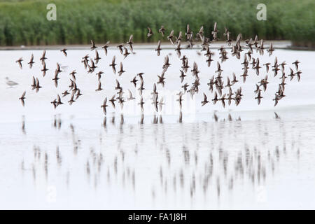 Dunlin, (Calidris alpina) a flock in flight over water, Norfolk, England, UK. Stock Photo