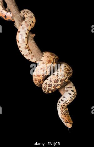 Large bullsnake curled up around a tree branch Stock Photo