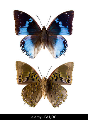 Charaxes Smaragdalis or Western Blue Charaxes in English as found in Maka, Central Republic of Africa; front and back side Stock Photo