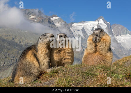 Alpine marmot in front of Großglockner, High Tauern National Park, Carinthia, Austria, Europe / Marmota marmota