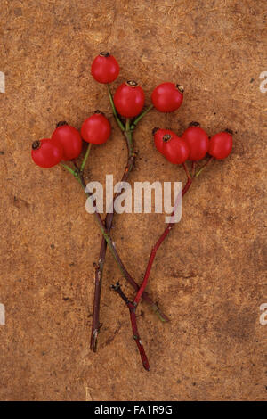 Three stems of Dog rose or Rosa canina each topped with three or four red rosehips lying on textured card Stock Photo