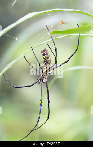 Female golden web spider Nephila pilipes , Bali, Indonesia Stock Photo