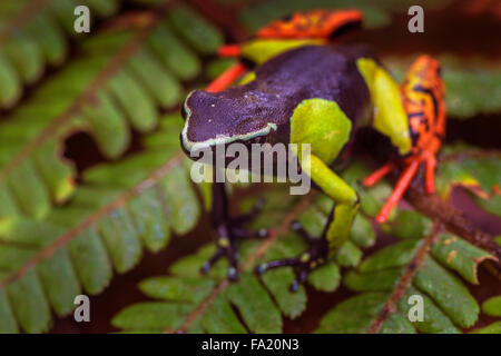 A painted Mantella frog in Andasibe Mantadia National Park , Madagascar. Stock Photo