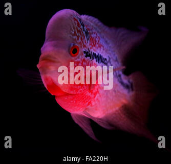 Closeup of a flowerhorn in black aquarium Stock Photo