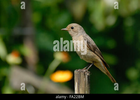Perching female Common Redstart in spring Stock Photo