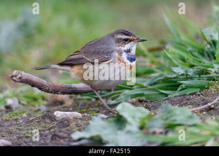 1st winter male Red-spotted Bluethroat, Luscinia svecica, Out Skerries, Shetland Stock Photo