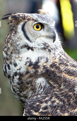 great horned owl or bubo virginianus profile isolated against background Stock Photo