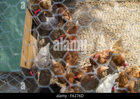 Traditional chicken coop with chickens and roosters inside Stock Photo