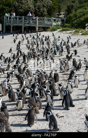 Tourists On Boardwalk At Boulders Beach On False Bay Near Simons Town 