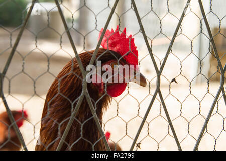 Traditional chicken coop with chickens and roosters inside Stock Photo