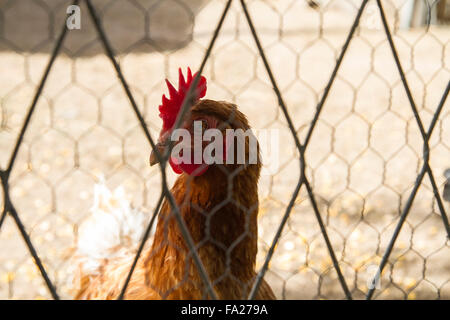 Traditional chicken coop with chickens and roosters inside Stock Photo