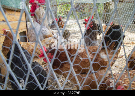 Traditional chicken coop with chickens and roosters inside Stock Photo