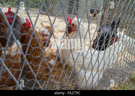 Traditional chicken coop with chickens and roosters inside Stock Photo