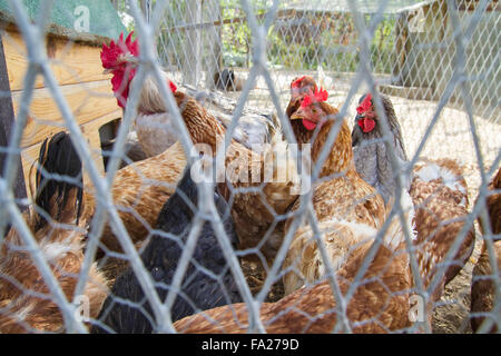 Traditional chicken coop with chickens and roosters inside Stock Photo