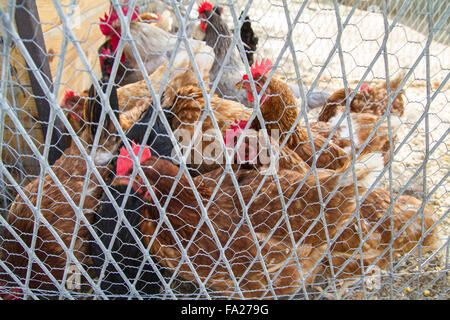 Traditional chicken coop with chickens and roosters inside Stock Photo