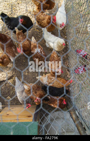 Traditional chicken coop with chickens and roosters inside Stock Photo