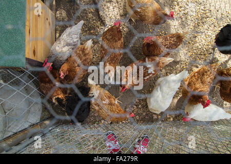 Traditional chicken coop with chickens and roosters inside Stock Photo