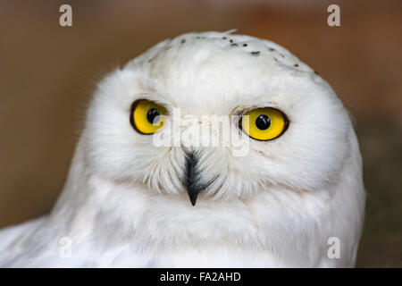Snowy owl (Bubo scandiacus) in Antwerp Zoo, Belgium Stock Photo
