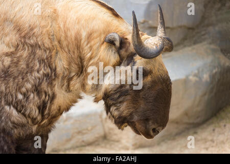 Takin (Budorcas taxicolor), also known as the gnu goat. Wildlife animal. Stock Photo