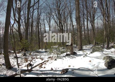 Boulders pierce the snow-covered ground on the Appalachian Trail in Maryland Stock Photo